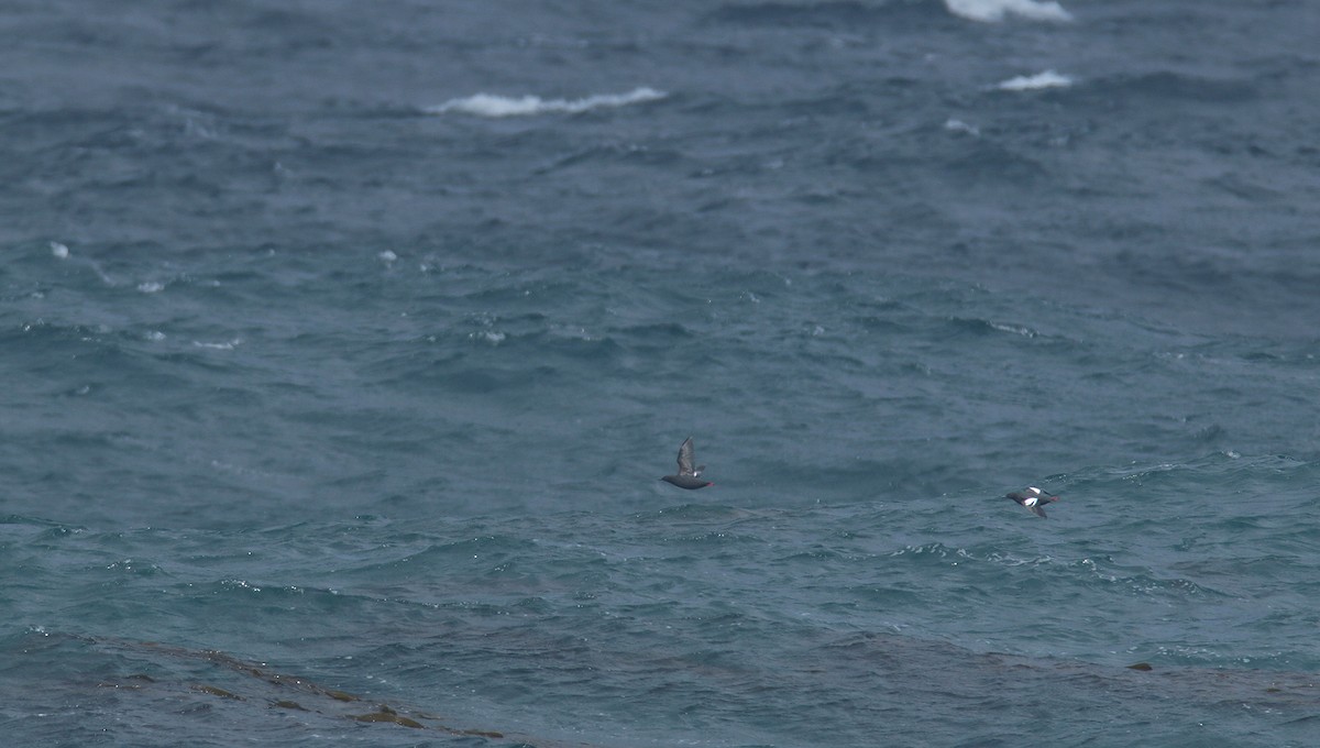 Pigeon Guillemot - ML317019001