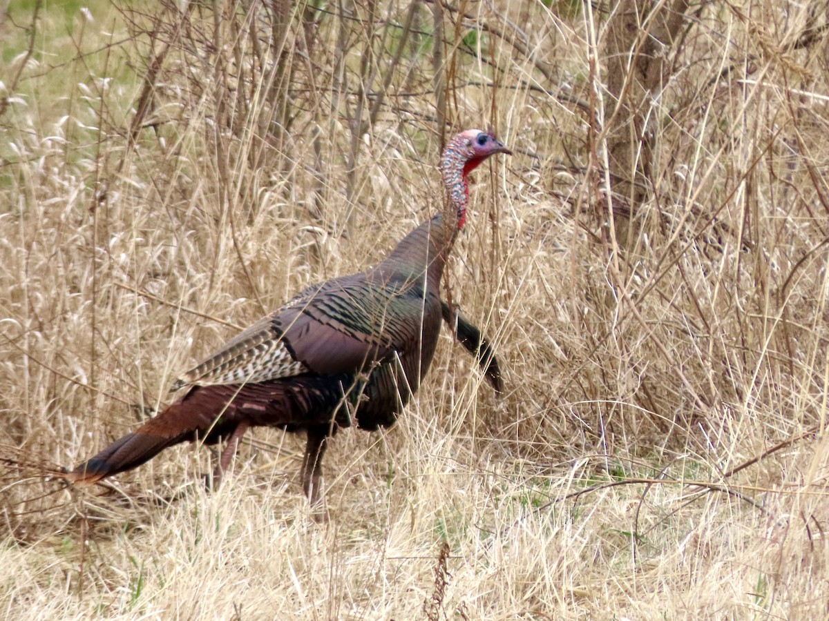 Guajolote Gallipavo - ML317019041