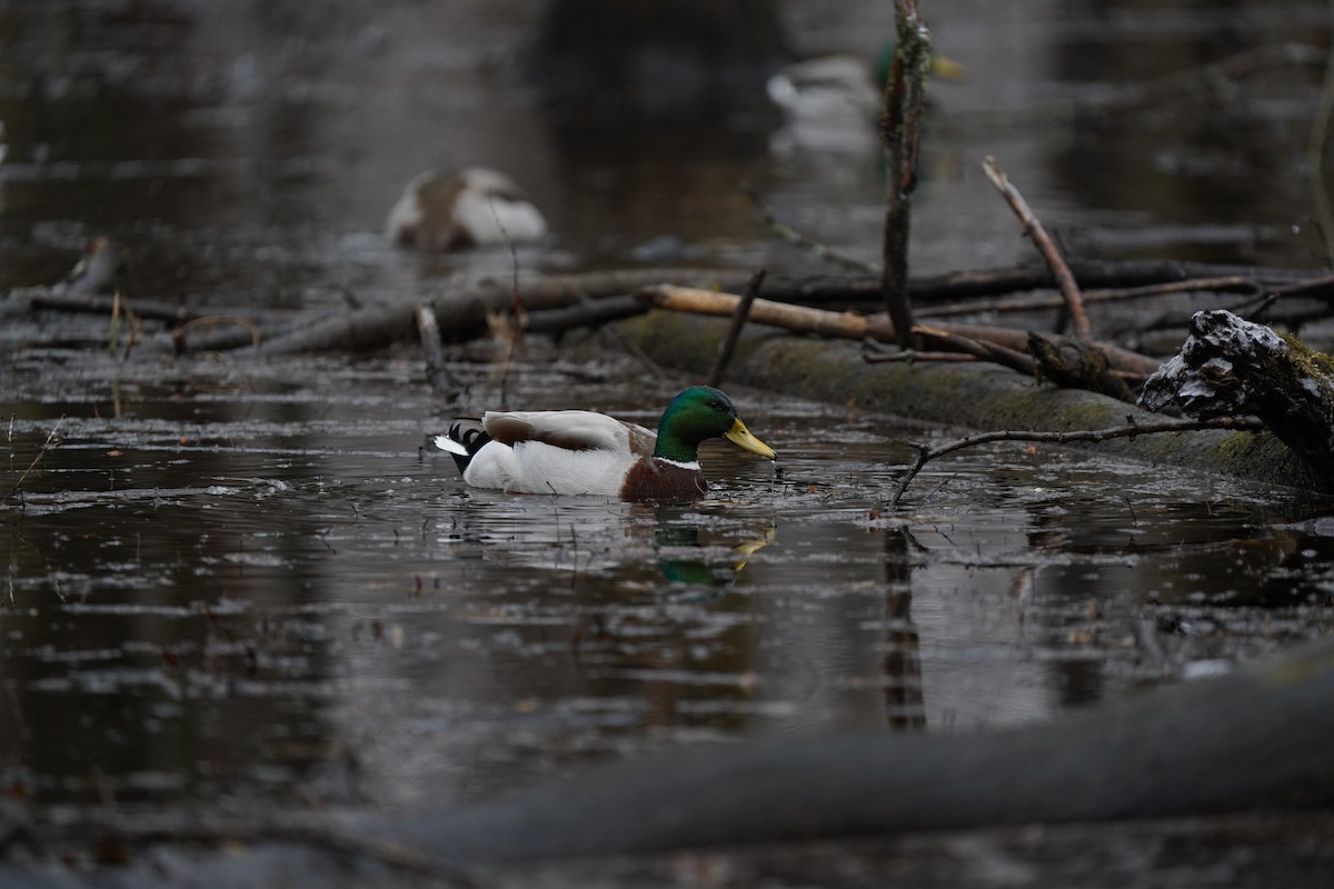 Canard colvert - ML317019981