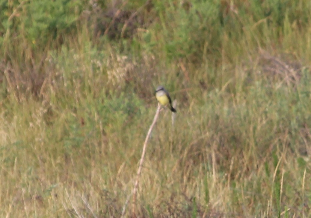 Western Kingbird - ML31702081