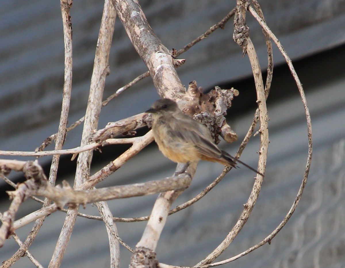 Say's Phoebe - ML31702161