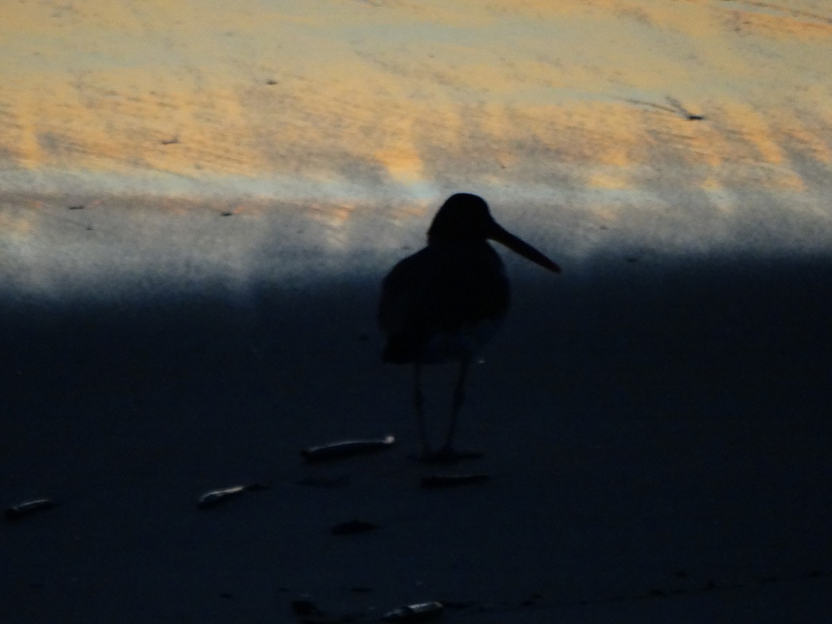 American Oystercatcher - ML317022541