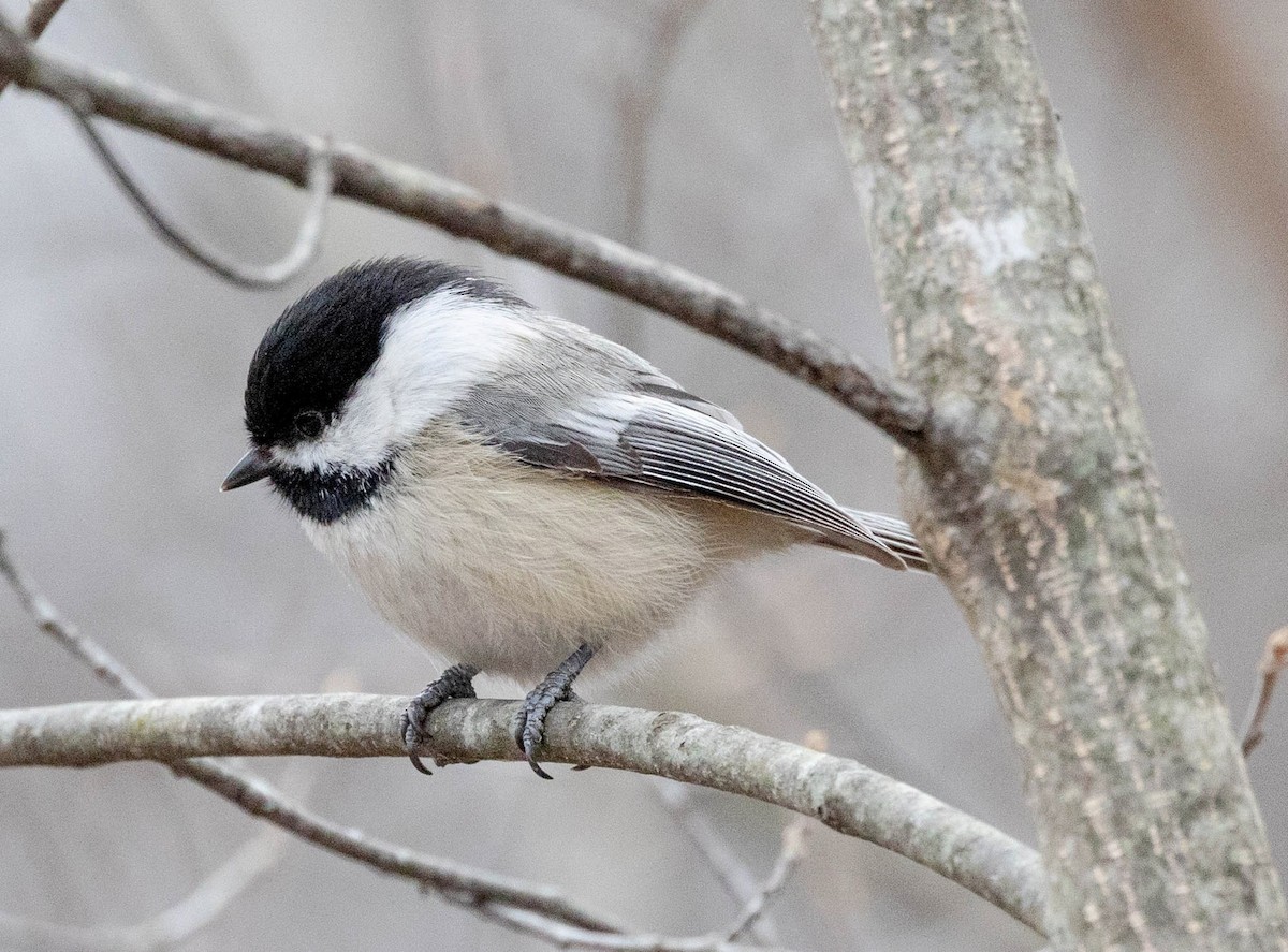 Black-capped Chickadee - ML317022751