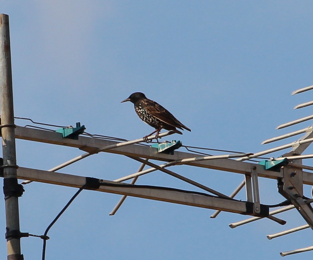 European Starling - Jessie  Brantwein