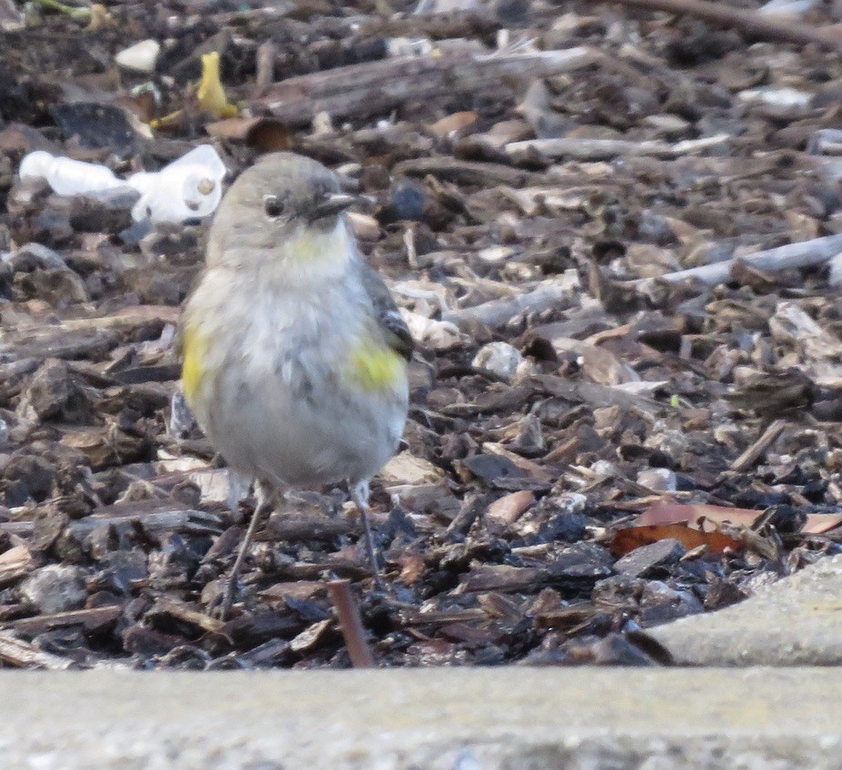 Yellow-rumped Warbler - ML317025831