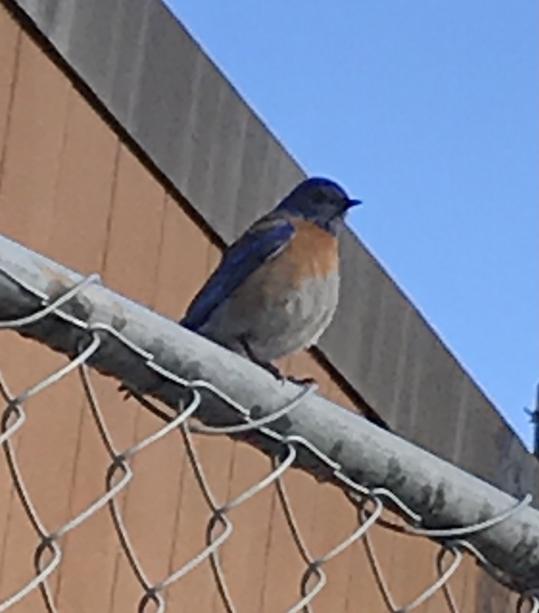 Western Bluebird - ML317026001