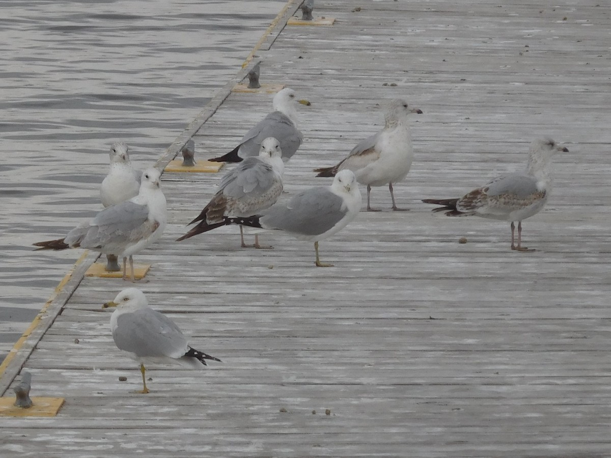 Ring-billed Gull - ML317026881