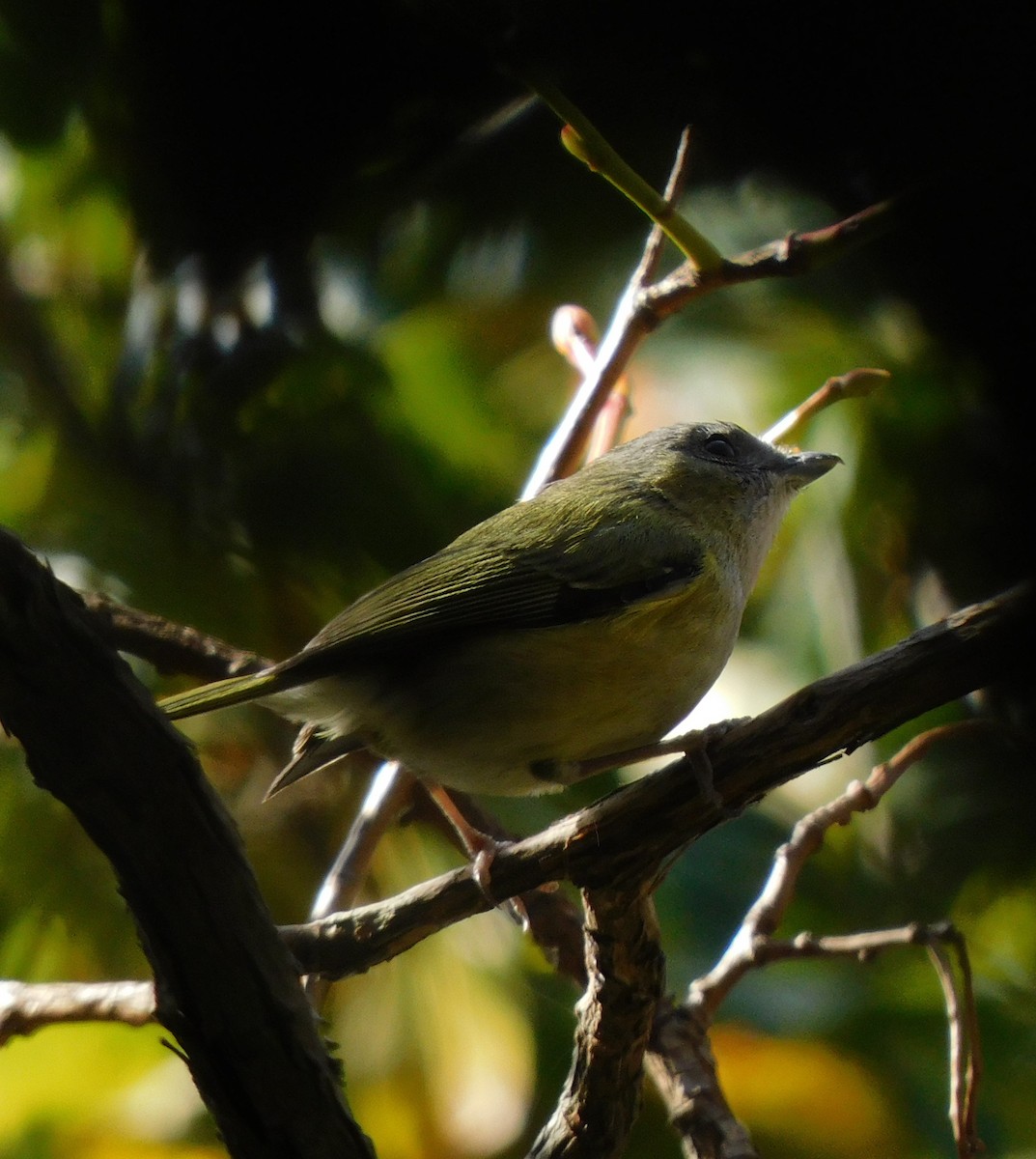 Green Shrike-Babbler - jagdish negi
