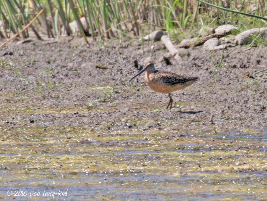 Short-billed Dowitcher - ML31702901