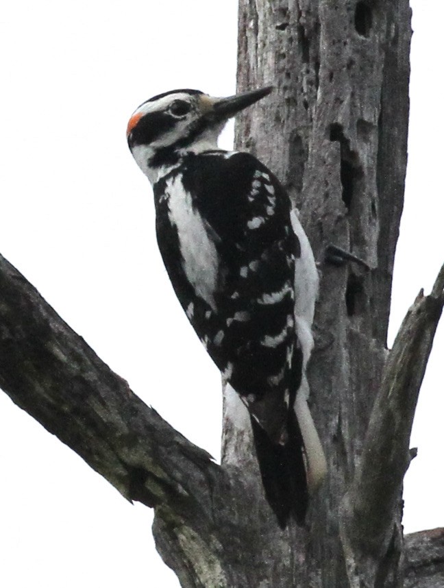 Hairy Woodpecker - ML317029931