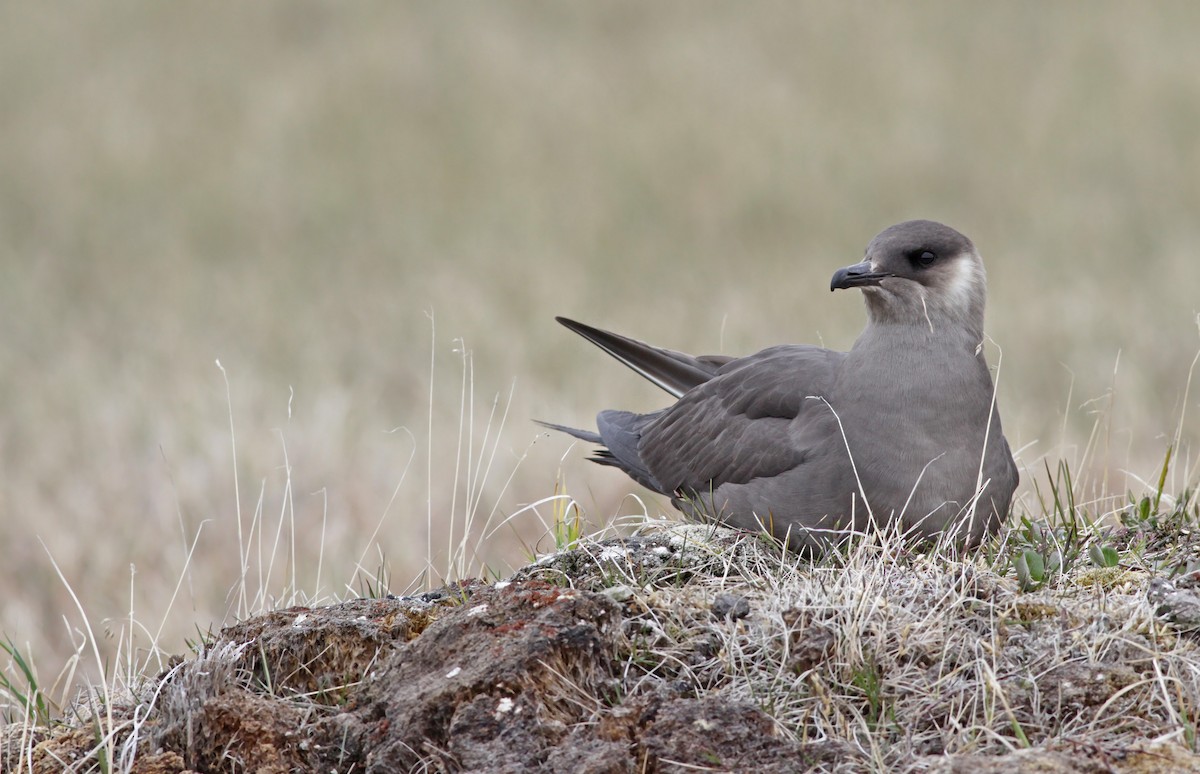 Parasitic Jaeger - ML31703161