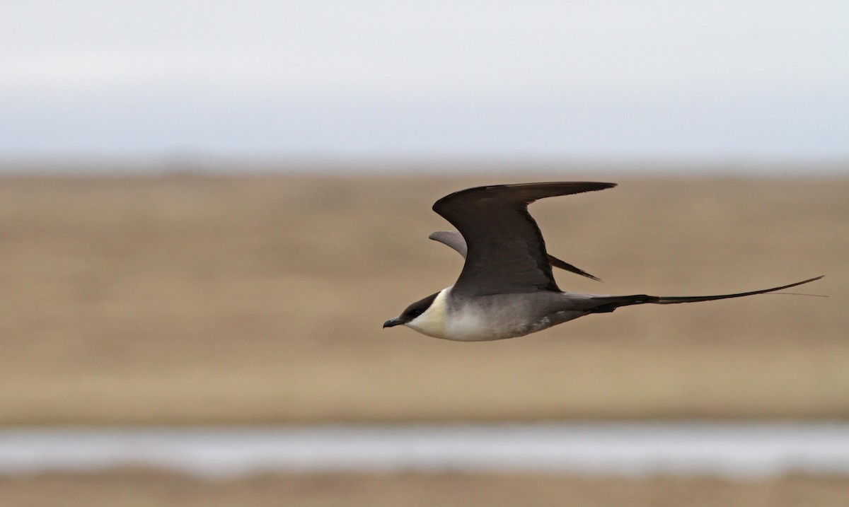 Long-tailed Jaeger - Ian Davies