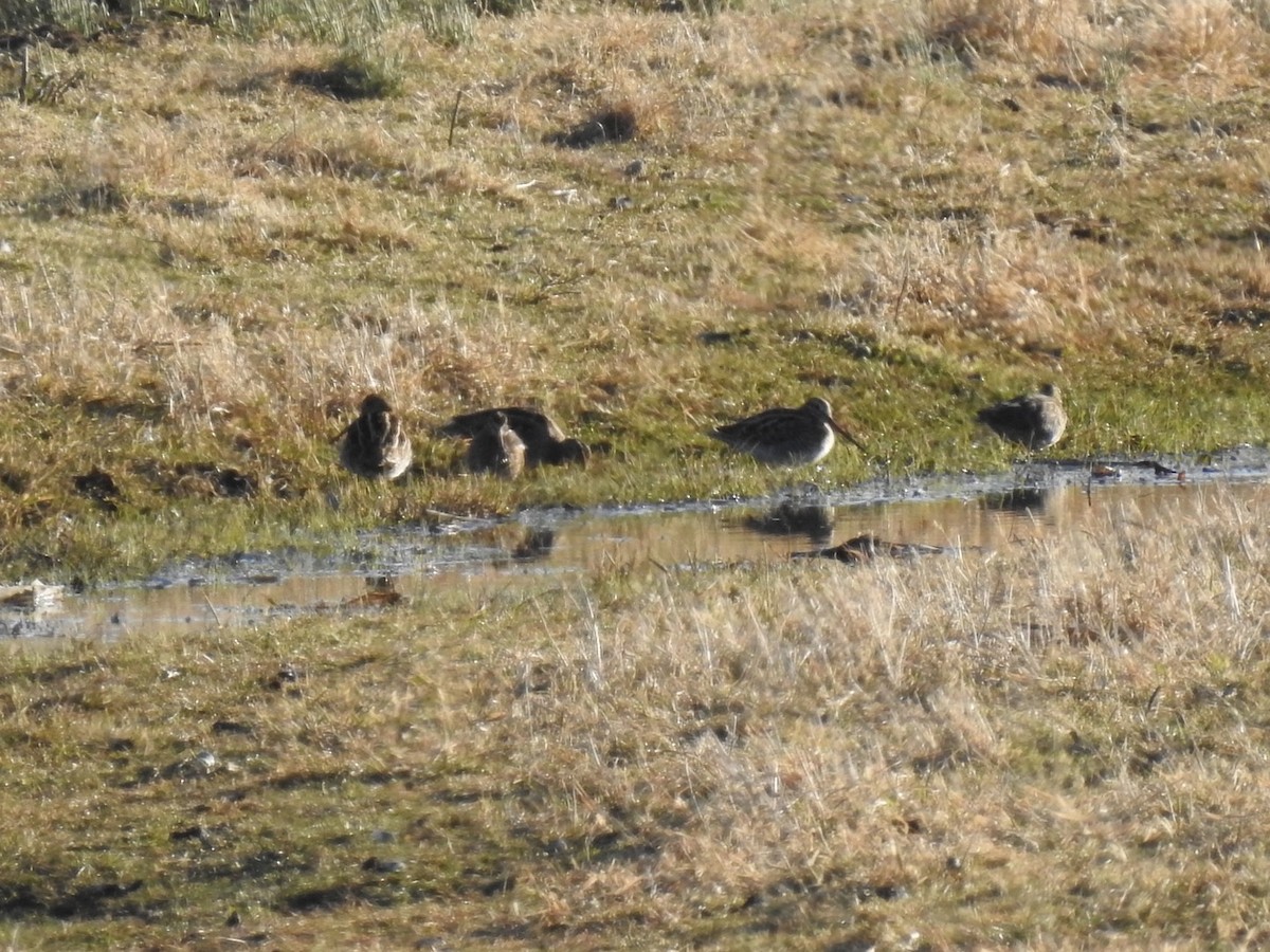 Wilson's Snipe - Louise Ruggeri