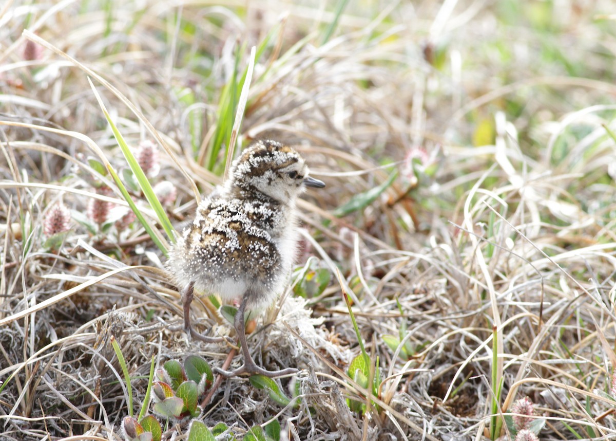 Semipalmated Sandpiper - ML31703231