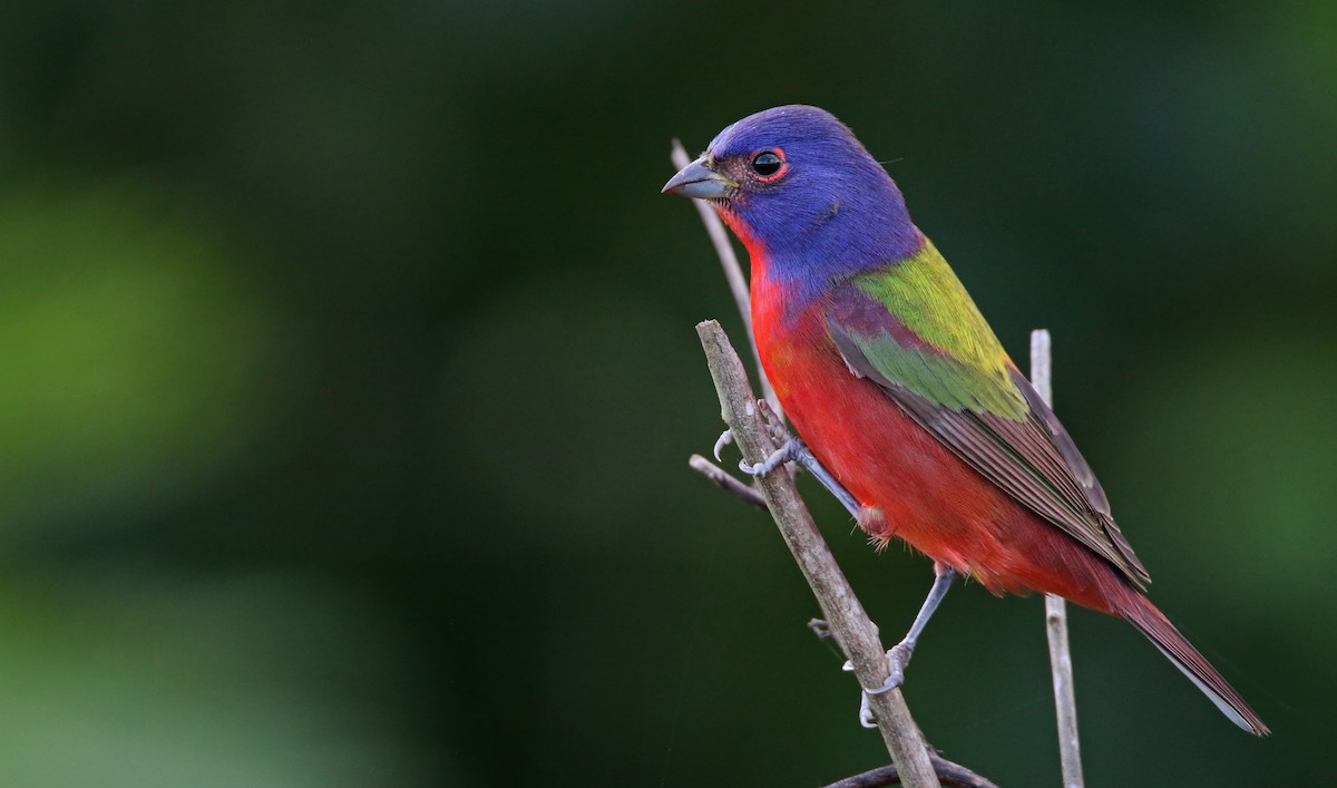 Painted Bunting - ML31703301