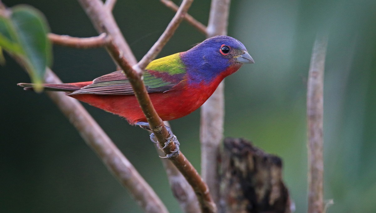 Painted Bunting - ML31703311
