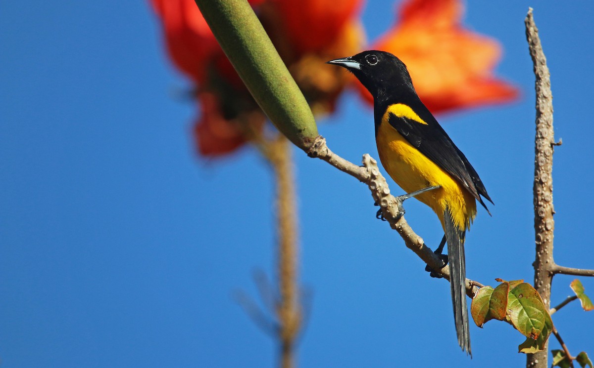 Black-cowled Oriole - Ian Davies