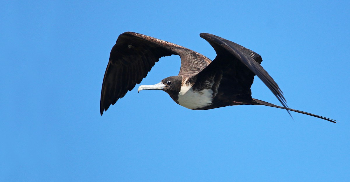 Magnificent Frigatebird - Ian Davies