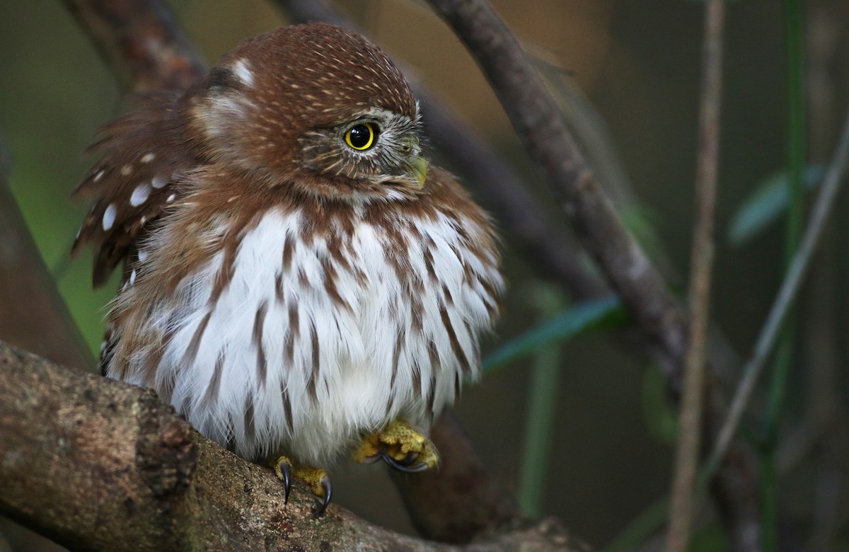 Ferruginous Pygmy-Owl - Ian Davies