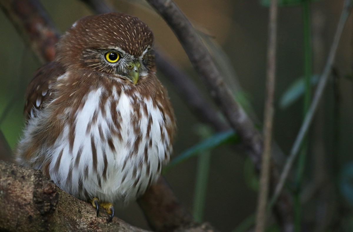 Ferruginous Pygmy-Owl - Ian Davies