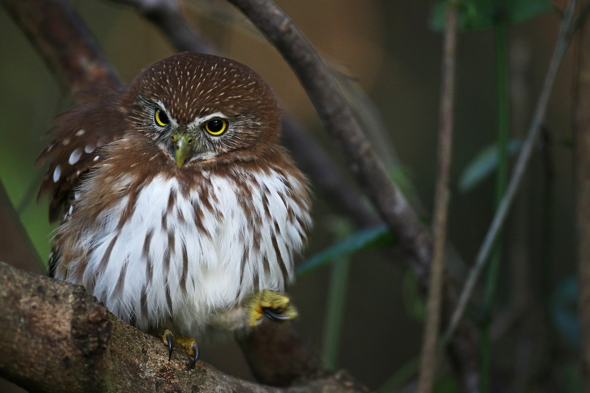 Ferruginous Pygmy-Owl - Ian Davies