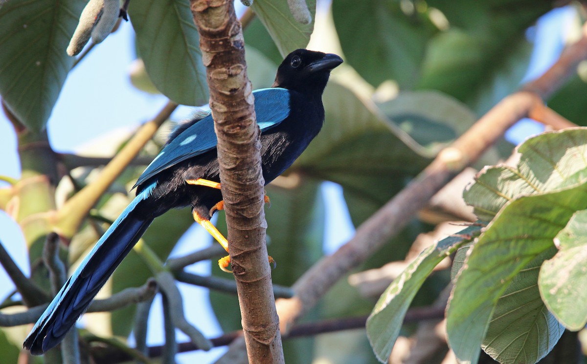 Yucatan Jay - ML31703491