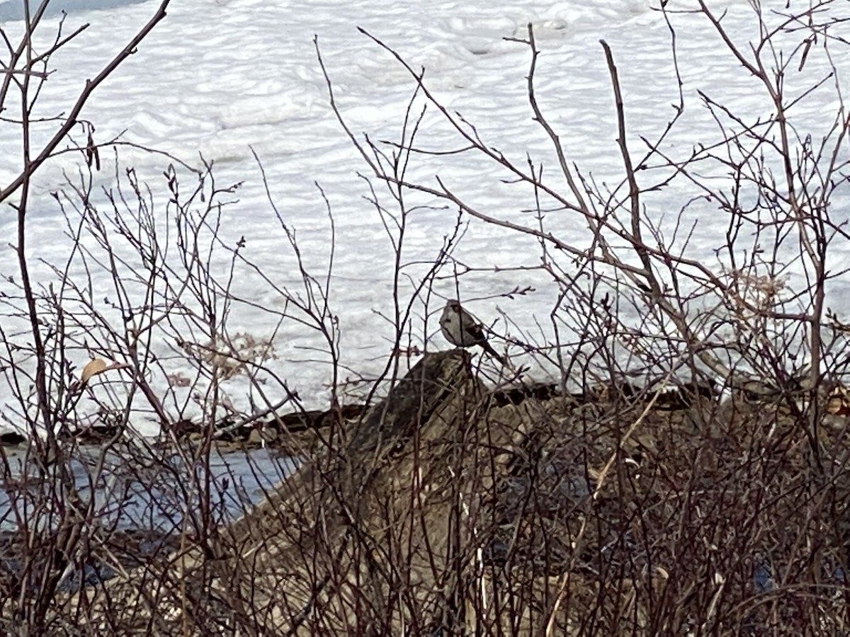 Townsend's Solitaire - Greg Jaski