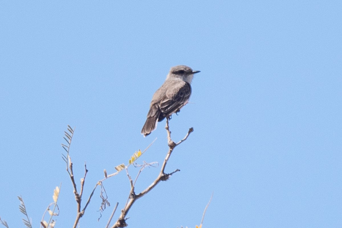 Vermilion Flycatcher - ML317034941