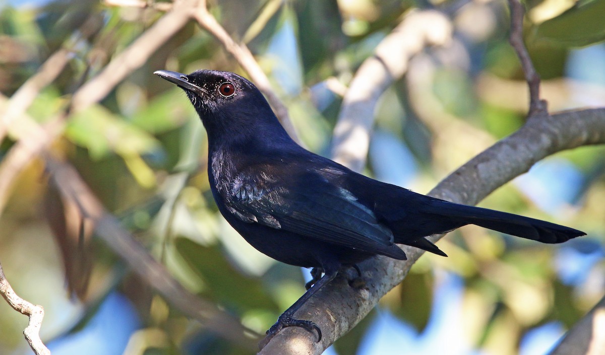 Black Catbird - ML31703501