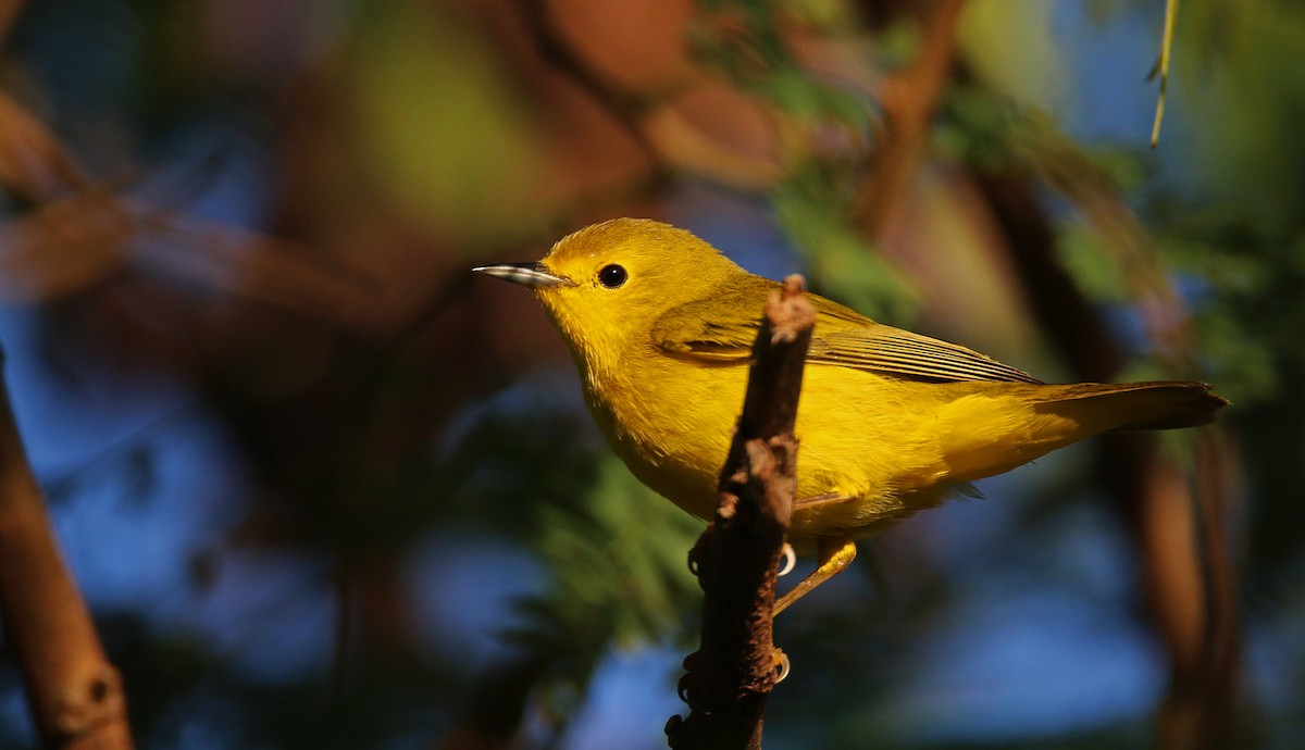 Yellow Warbler - ML31703541