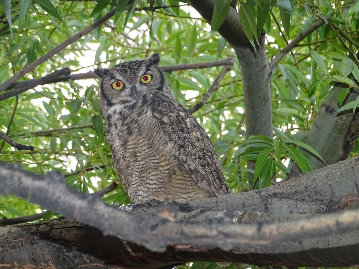 Lesser Horned Owl - ML317036771