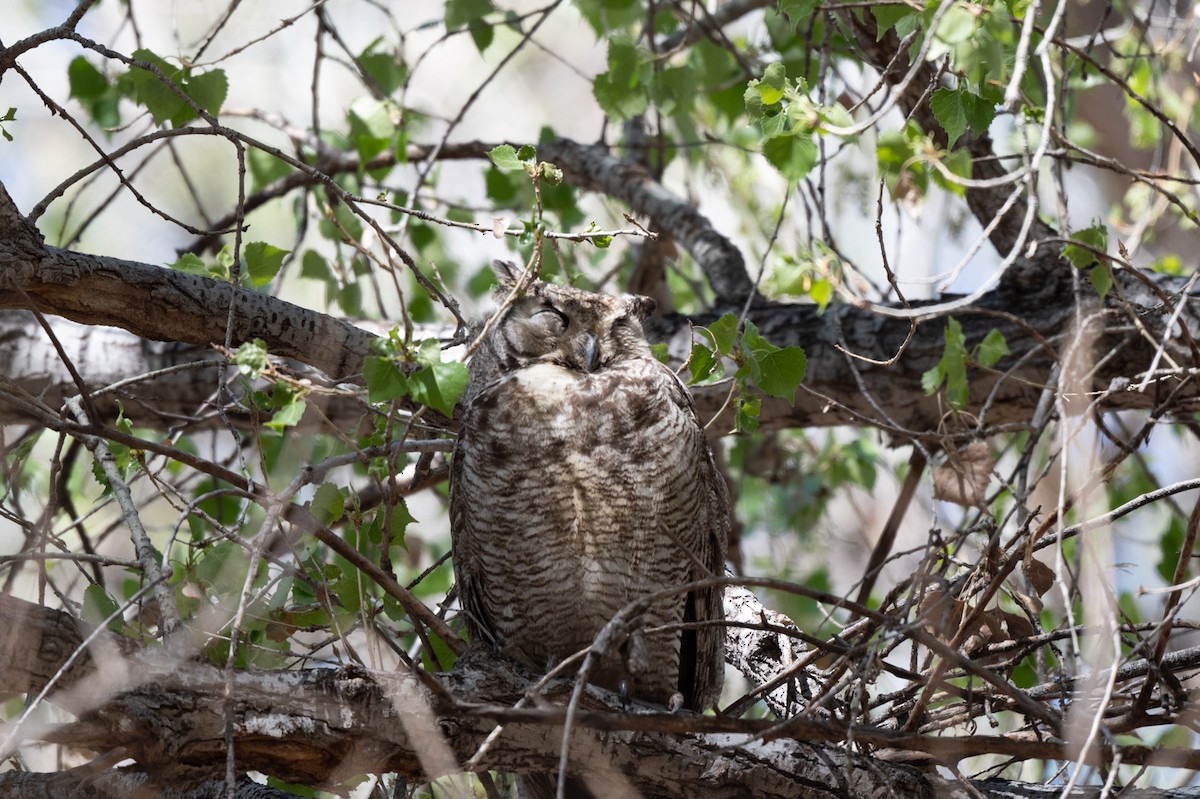 Great Horned Owl - ML317036851