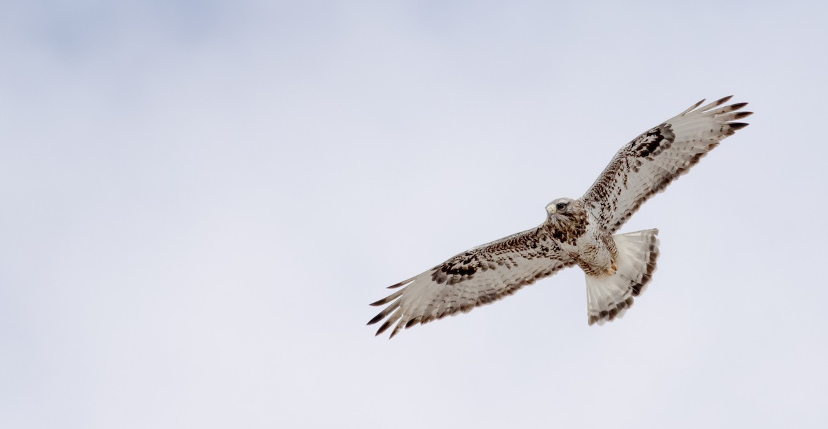 Rough-legged Hawk - ML317038741