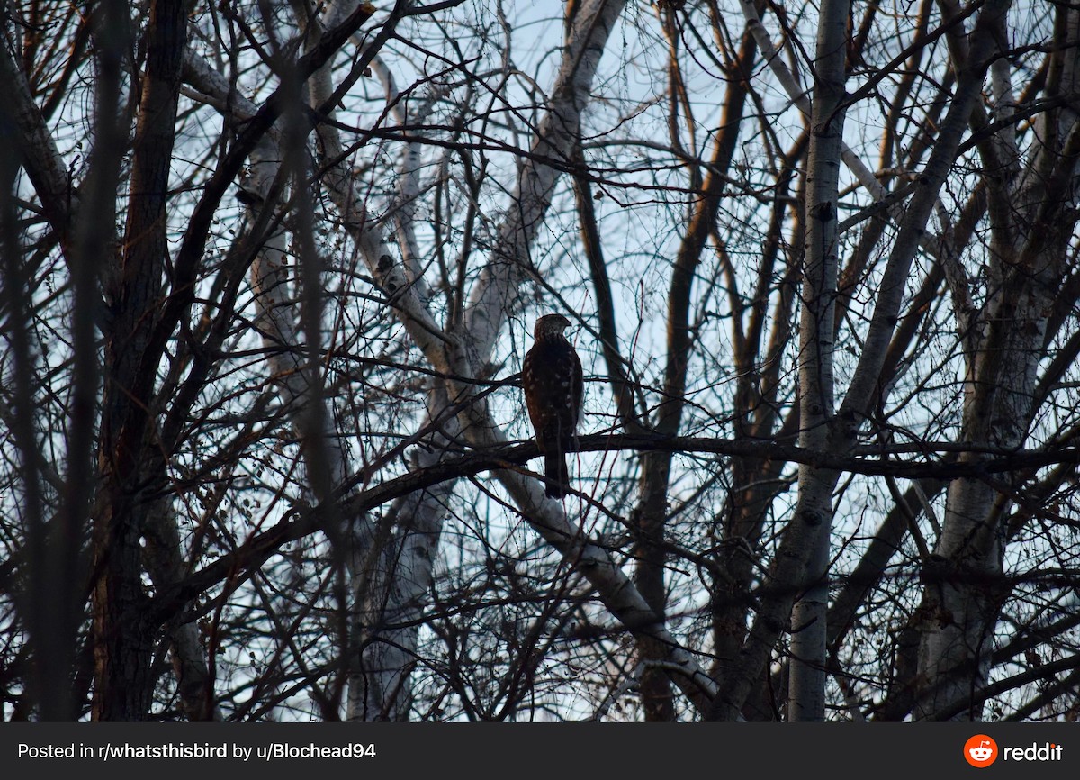 Cooper's Hawk - ML317039201