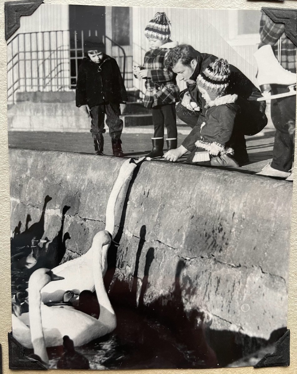 Mute Swan - Steve & Betty Arthur