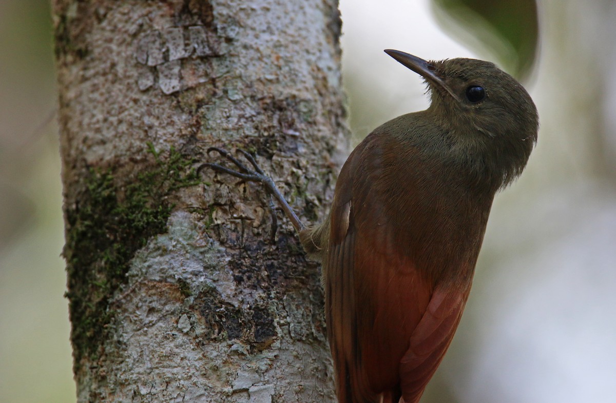 Olivaceous Woodcreeper - ML31703961
