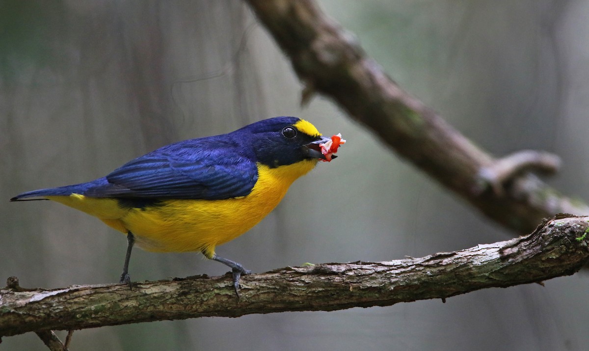 Yellow-throated Euphonia - ML31704001