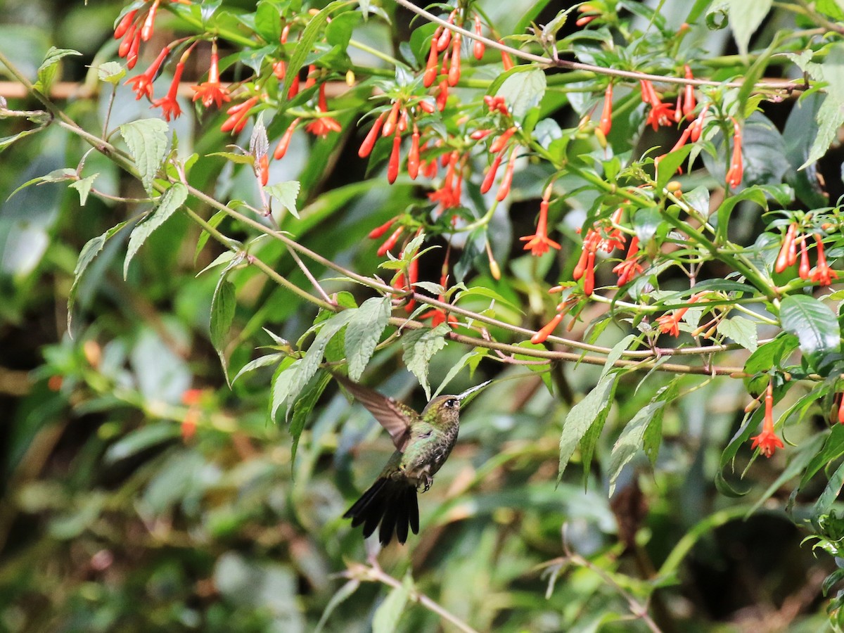 Buff-thighed Puffleg - ML317040741