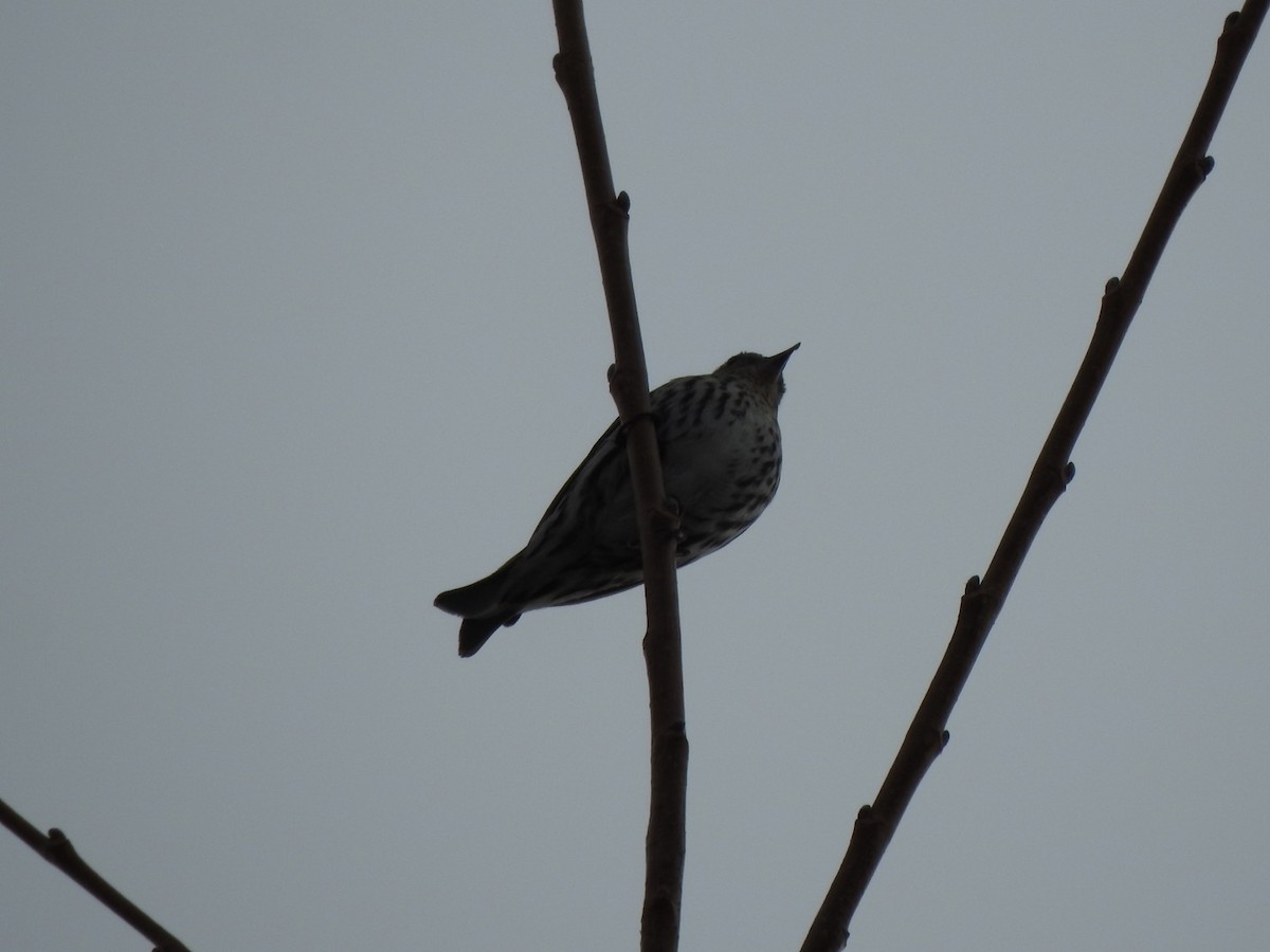 Pine Siskin - ML317042001