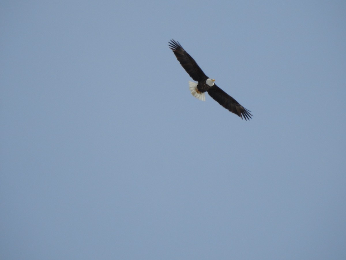 Bald Eagle - ML317042041