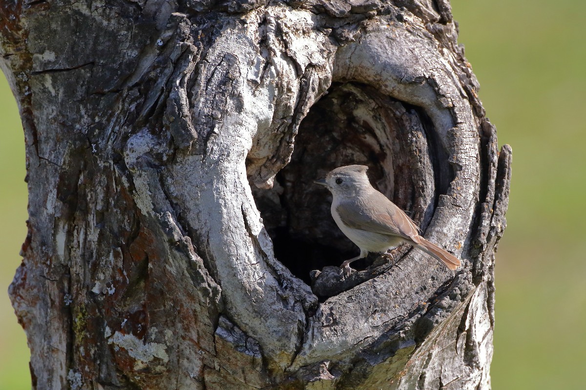 Oak Titmouse - ML317042651