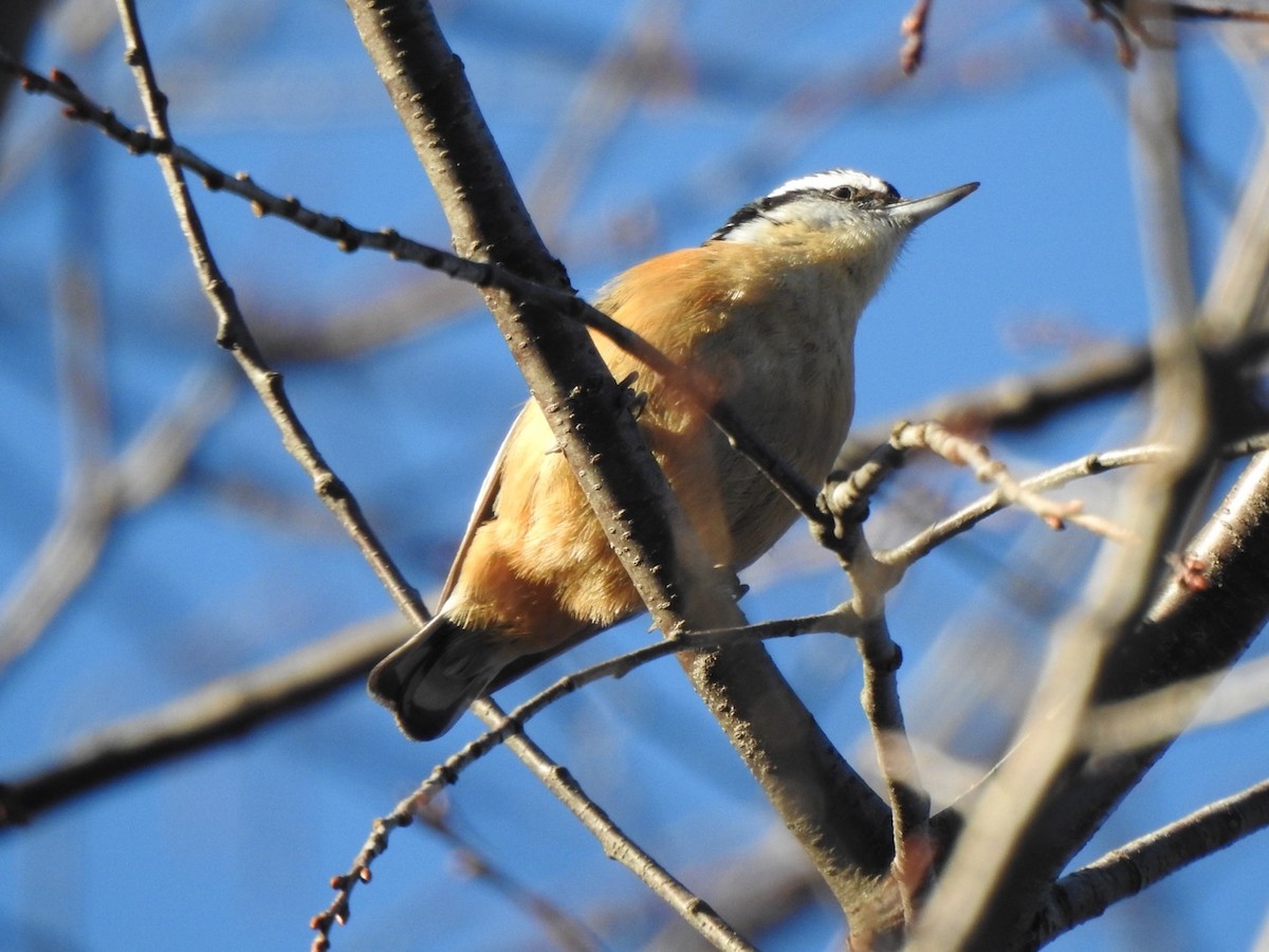 Red-breasted Nuthatch - ML317043431