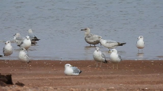 Iceland Gull (kumlieni/glaucoides) - ML317044771