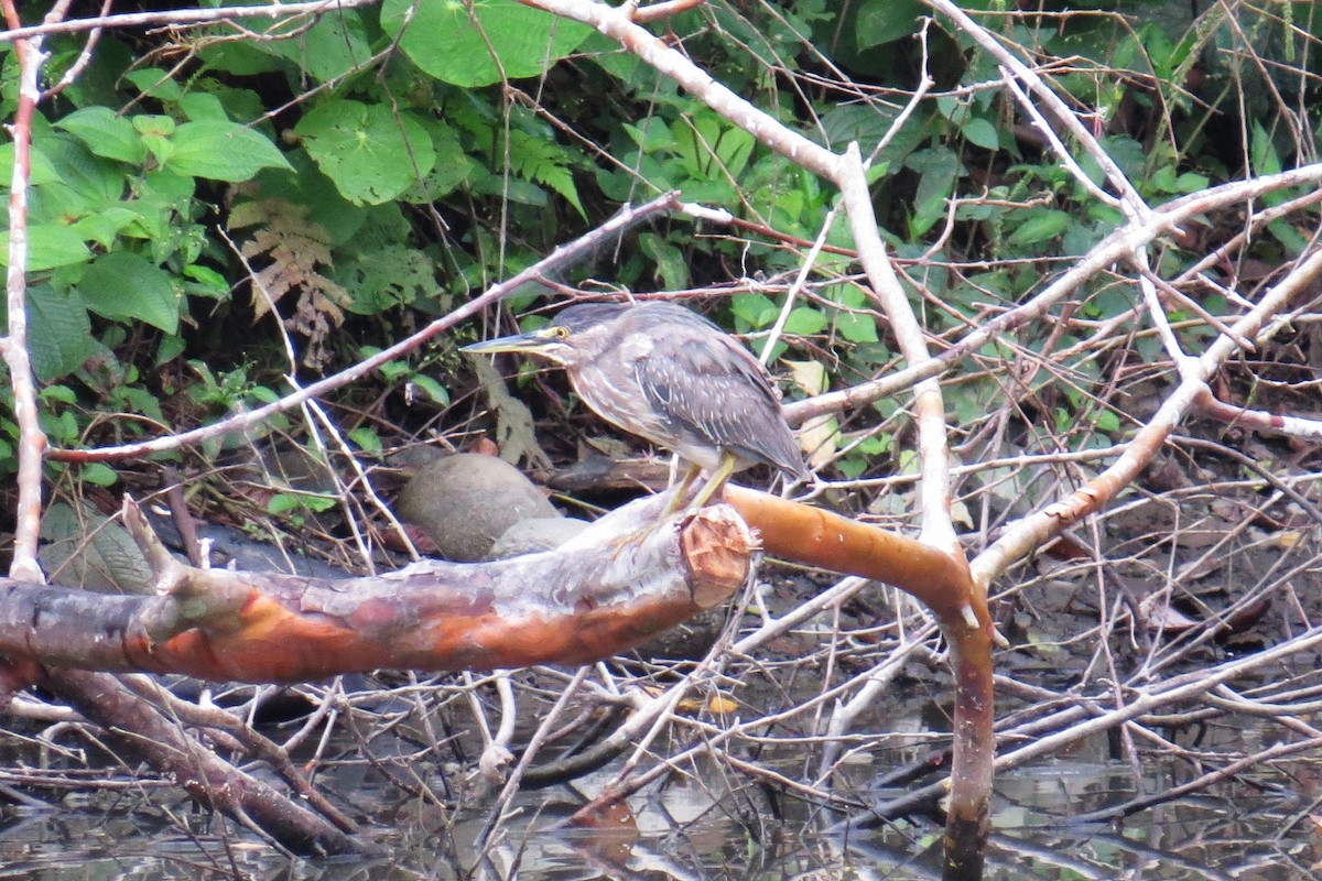 Striated Heron - ML317046051