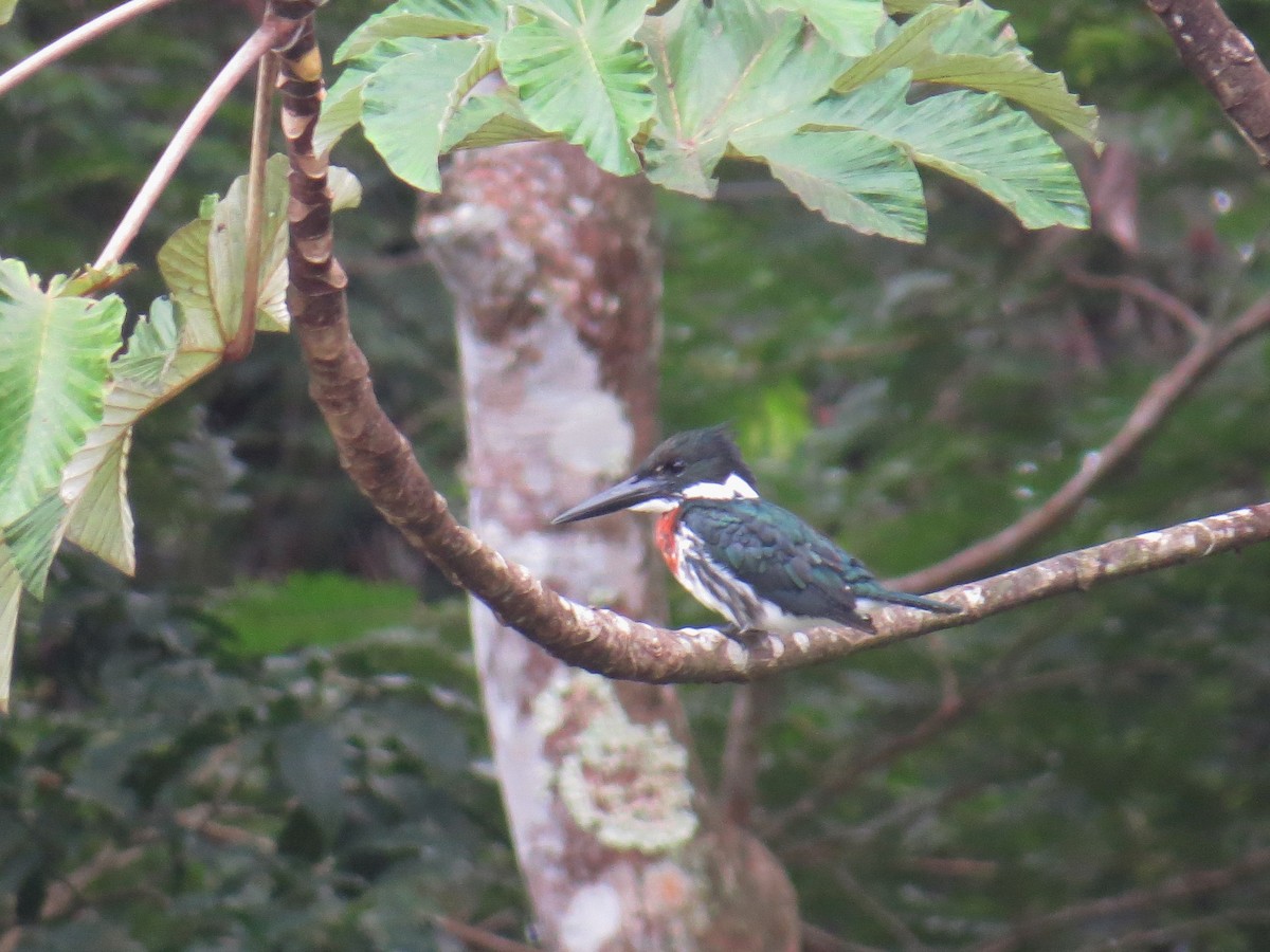 Amazon Kingfisher - ML317046411