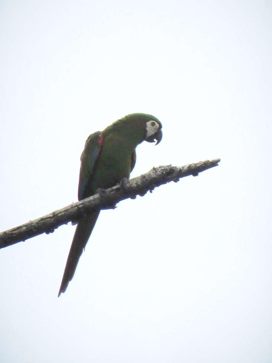Chestnut-fronted Macaw - ML317046581