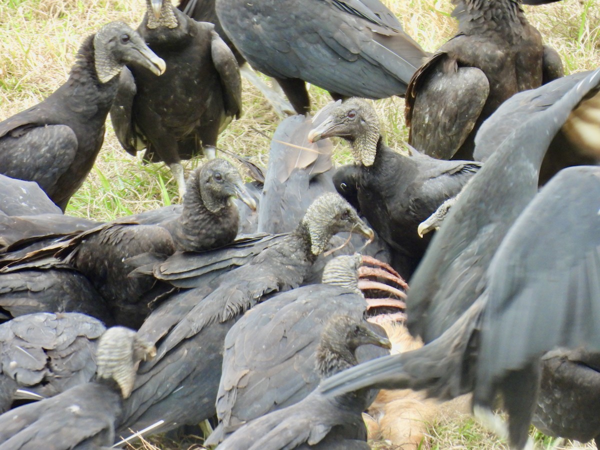 Black Vulture - Van Remsen
