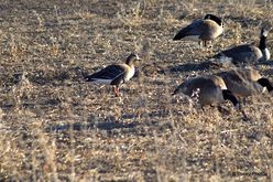 Greater White-fronted Goose - Todd Brown