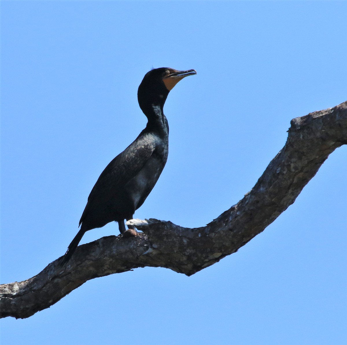 Cormoran à aigrettes - ML317046941