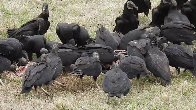 Black Vulture - ML317046991